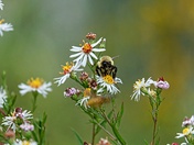 Earth's Little Pollinators