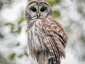 Barred Owl