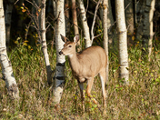 White-Tailed Doe