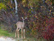 White-Tailed Doe