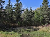 Spruce Woods Provincial Park