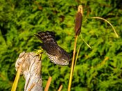 Rushing off His Perch