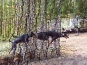 Running through the trees