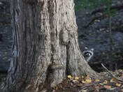 Curious Raccoon