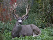 'Heavy Duty' finds some solitude. 