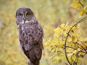 Great Grey Owl 