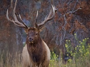 6x6 Bull Elk