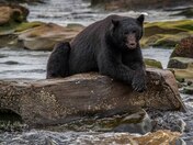 Vancouver Island Black Bear - Ursus americanus vancouveri