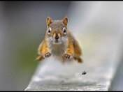 out of the way fly I have peanuts too be had !!!! out of the WAY !!!!! 