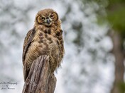 Great Horned Owl -'Bubo virginianus'
