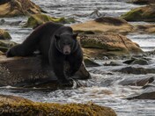 Vancouver Island Black Bear - Ursus americanus vancouveri Northern Vancouver Island, BC