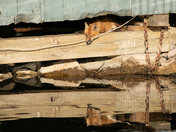 Waterfront Living -  (wild urban fox)