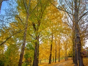 Autumn Leaves Surrounding A Park Path