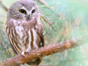 Northern Saw-Whet Owl