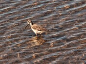 Long yellow legs