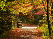 A Bridge to Fall