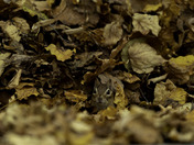 Chippy in the Leaves