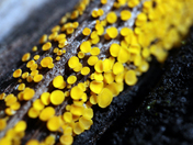 Lemon Disco Fungus