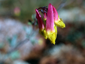 Harlequin Corydalis/Rock Harlequin