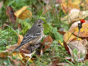 American Pipit