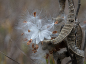 The beauty of Milkweed