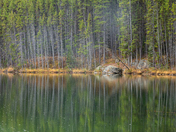 Forest Reflections