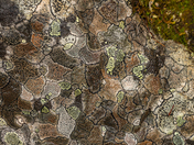 Lichen Puzzle