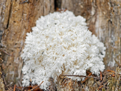 Coral Tooth Fungus