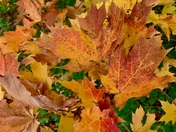 Colours of the Season