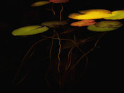 Sec Lake Leaves of the Lily Pads