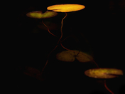 Sec Lake Leaves of the Lily Pads