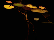 Sec Lake Leaves of the Lily Pads