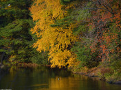 Fall colors in and around Norland Ontario