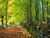 Fall colors in and around Norland Ontario