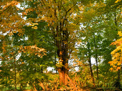 Fall colors in and around Norland Ontario