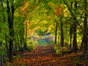 Fall colors in and around Norland Ontario