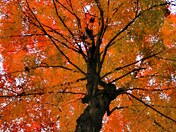Fall Colours