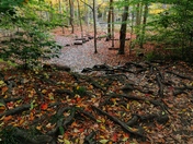 Fall Colours