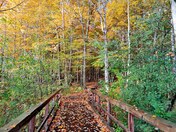 Beautiful leaves of Fall Colours