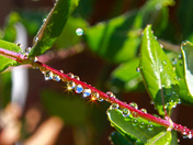 Raindrops