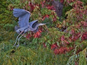 Great Blue Heron flying.  