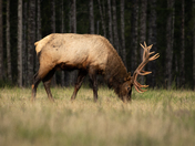 Elk on the move