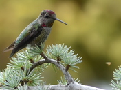 Humming Bird