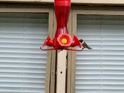 Hummingbird