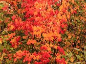 Fall leaves