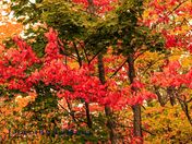 fall leaves 
