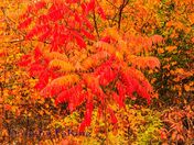fall leaves 