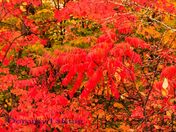 fall leaves 