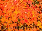 fall leaves 