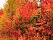 fall leaves 